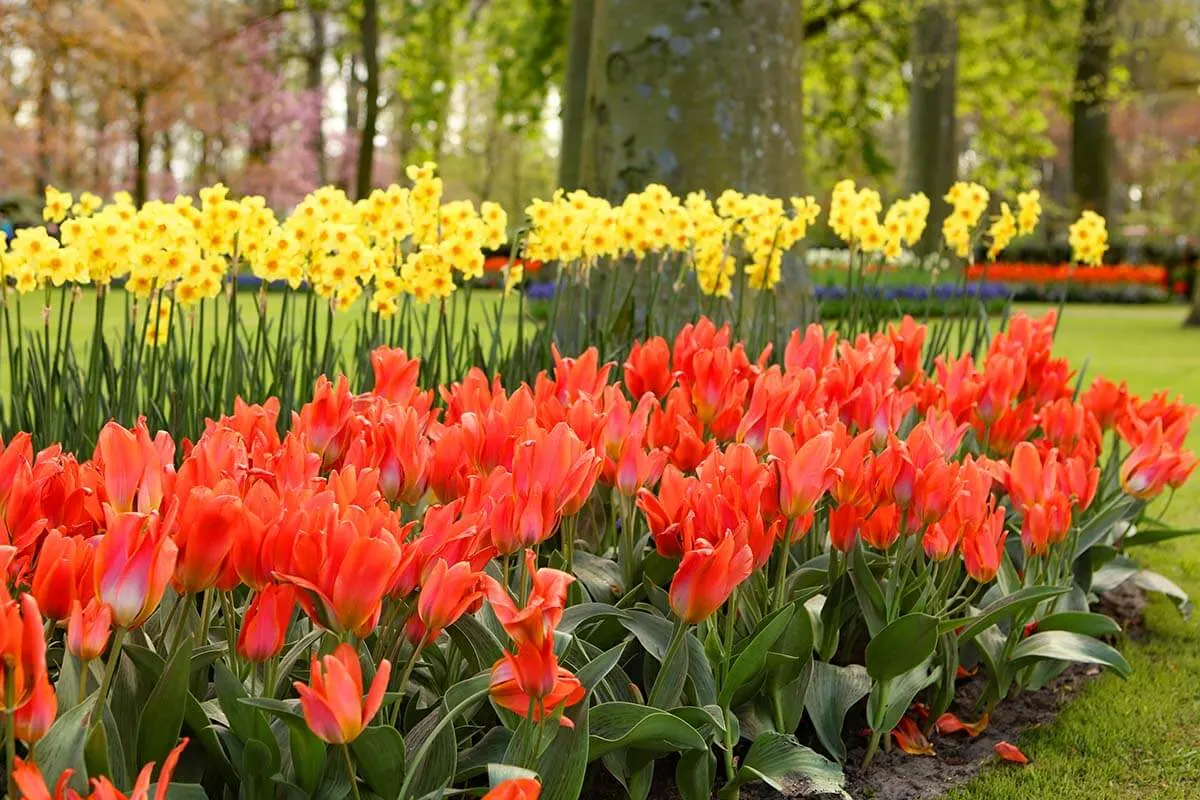 Red tulips and yellow daffodils in Keukenhof garden Holland