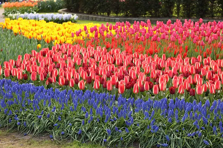 Tulip bloom season in the Netherlands