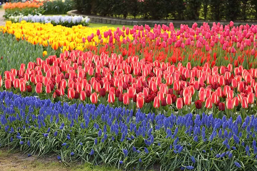 How to Visit Best Tulip Fields in The Netherlands (Lisse) + 2024