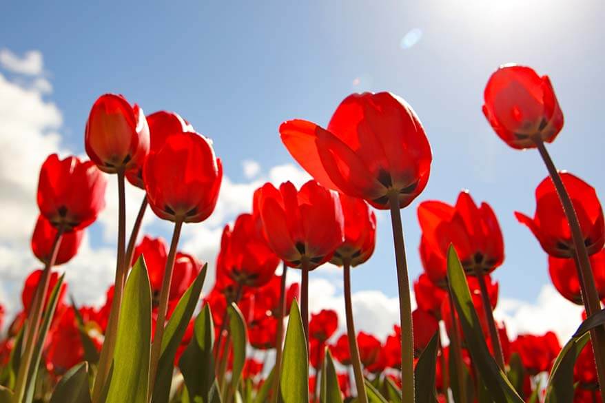 Tulip field in the Netherlands near Lisse