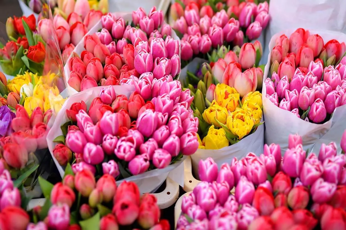 Tulips flower market Amsterdam