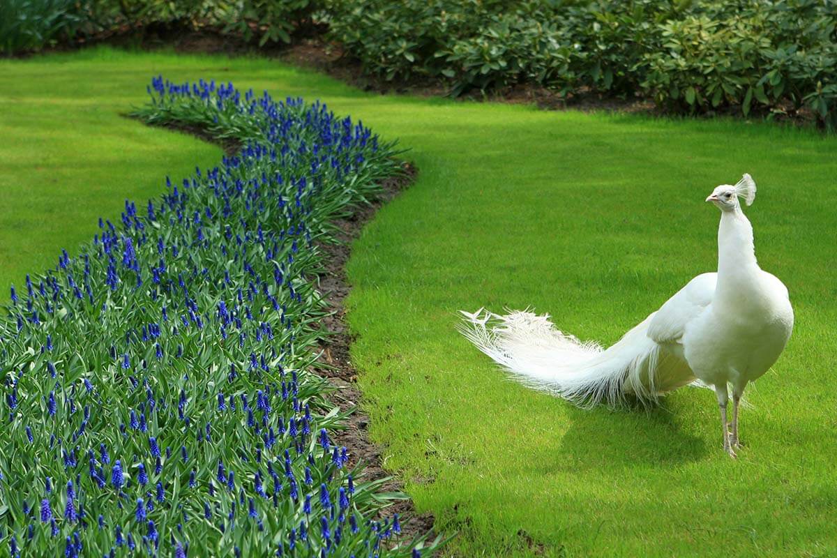 White peacock and spring flowers in Keukenhof gardens Holland