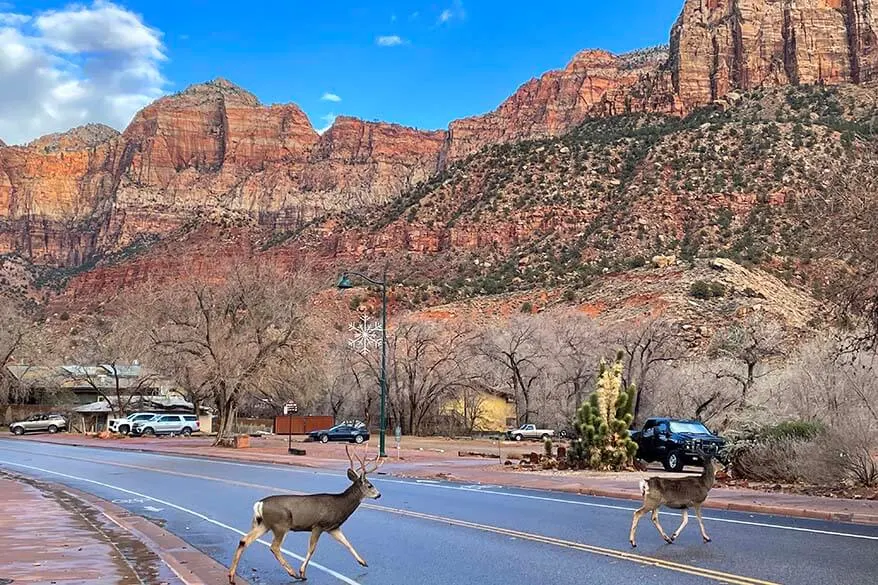 Wildlife on a road in Springdale town near Zion National Park