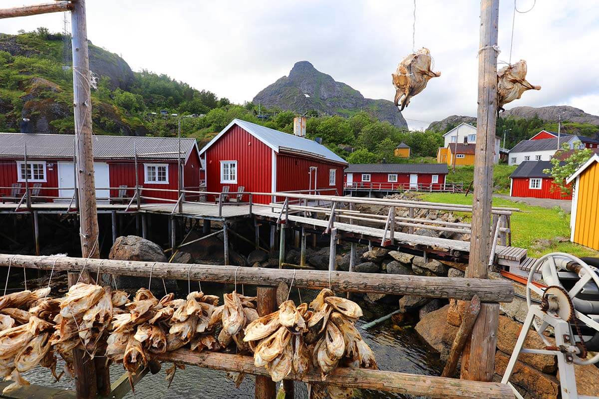 Dry fish in Nusfjord town in Lofoten