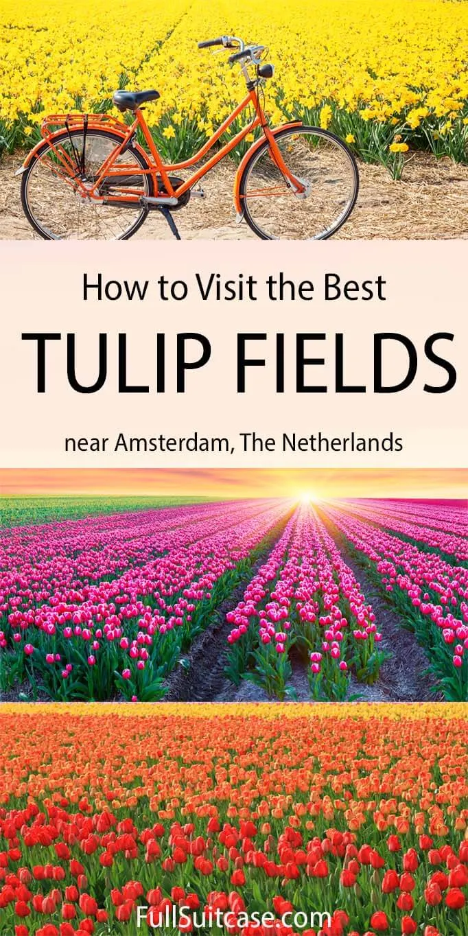 How to visit the best Dutch tulip fields near Amsterdam (Lisse, The Netherlands)
