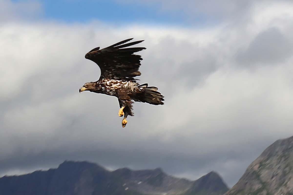 Sea eagle in Svolvaer, Lofoten, Norway