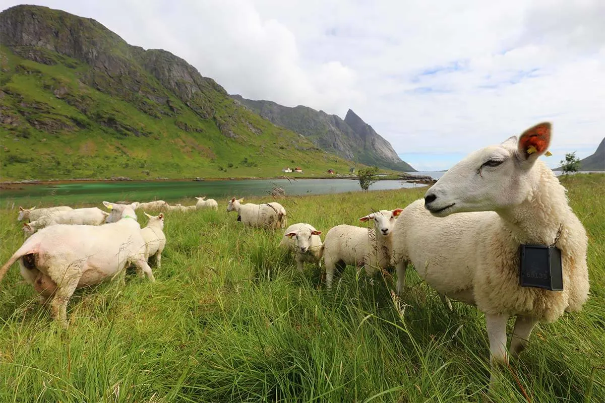 Sheep in Vindstad on Lofoten Islands