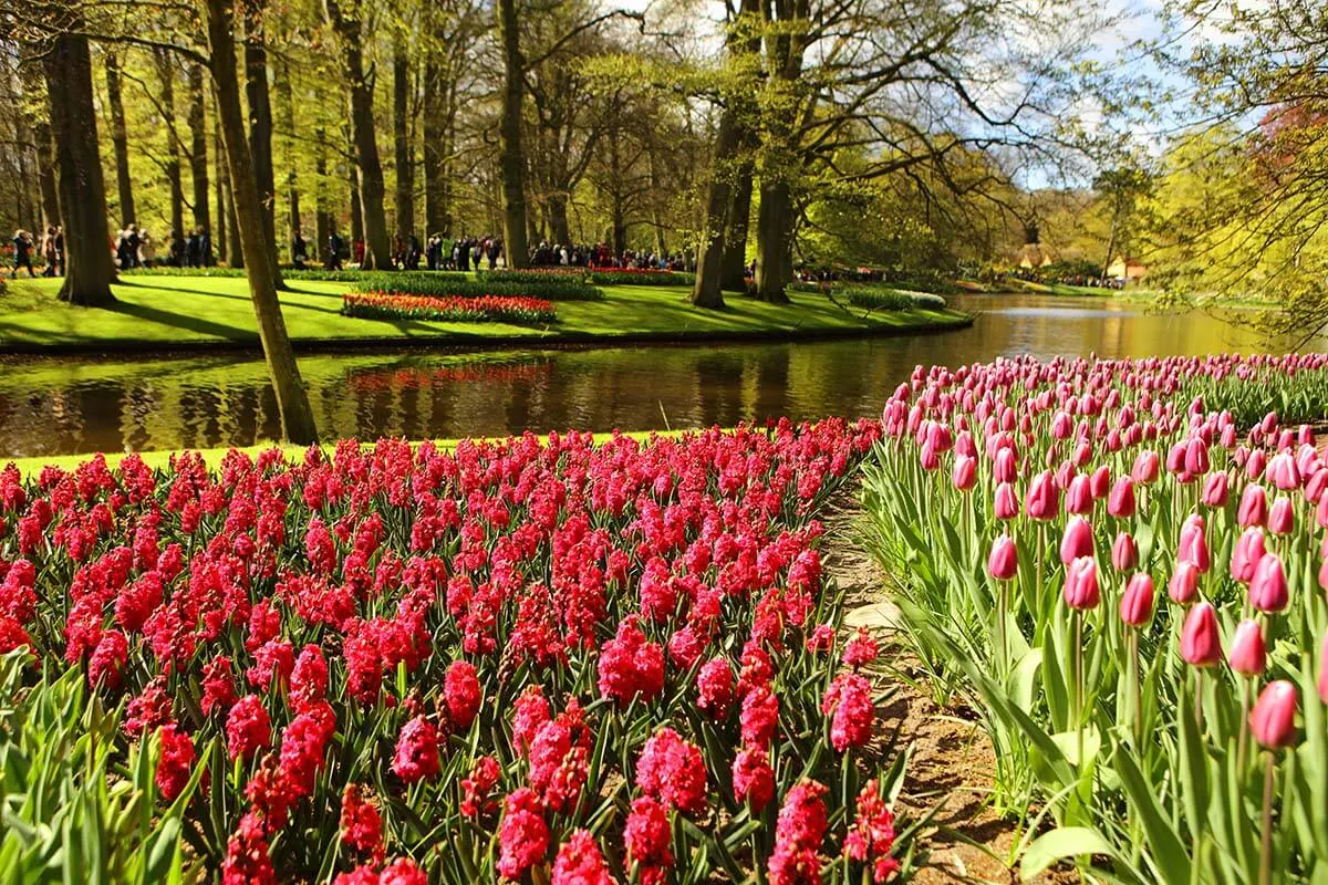 Spring flowers at the main pond in Keukenhof gardens in Holland