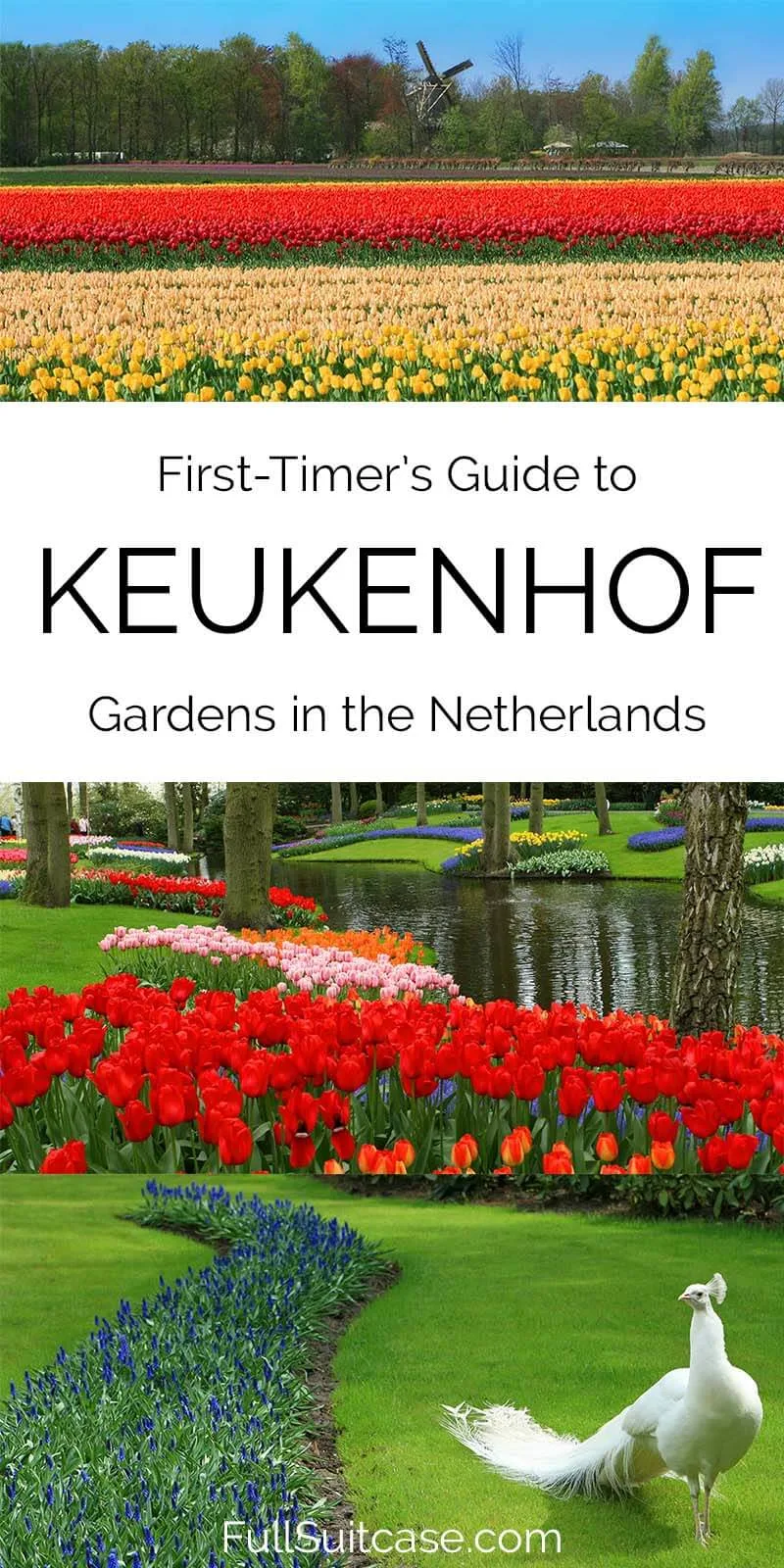 Travel guide to visiting Keukenhof gardens near Amsterdam in the Netherlands