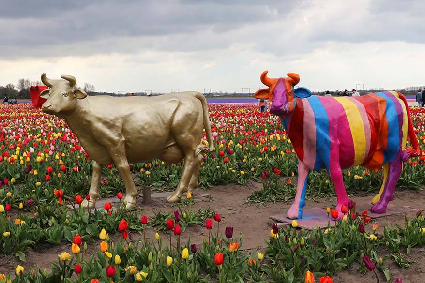 Colorful cows at the Tulip Barn in Hillegom Netherlands