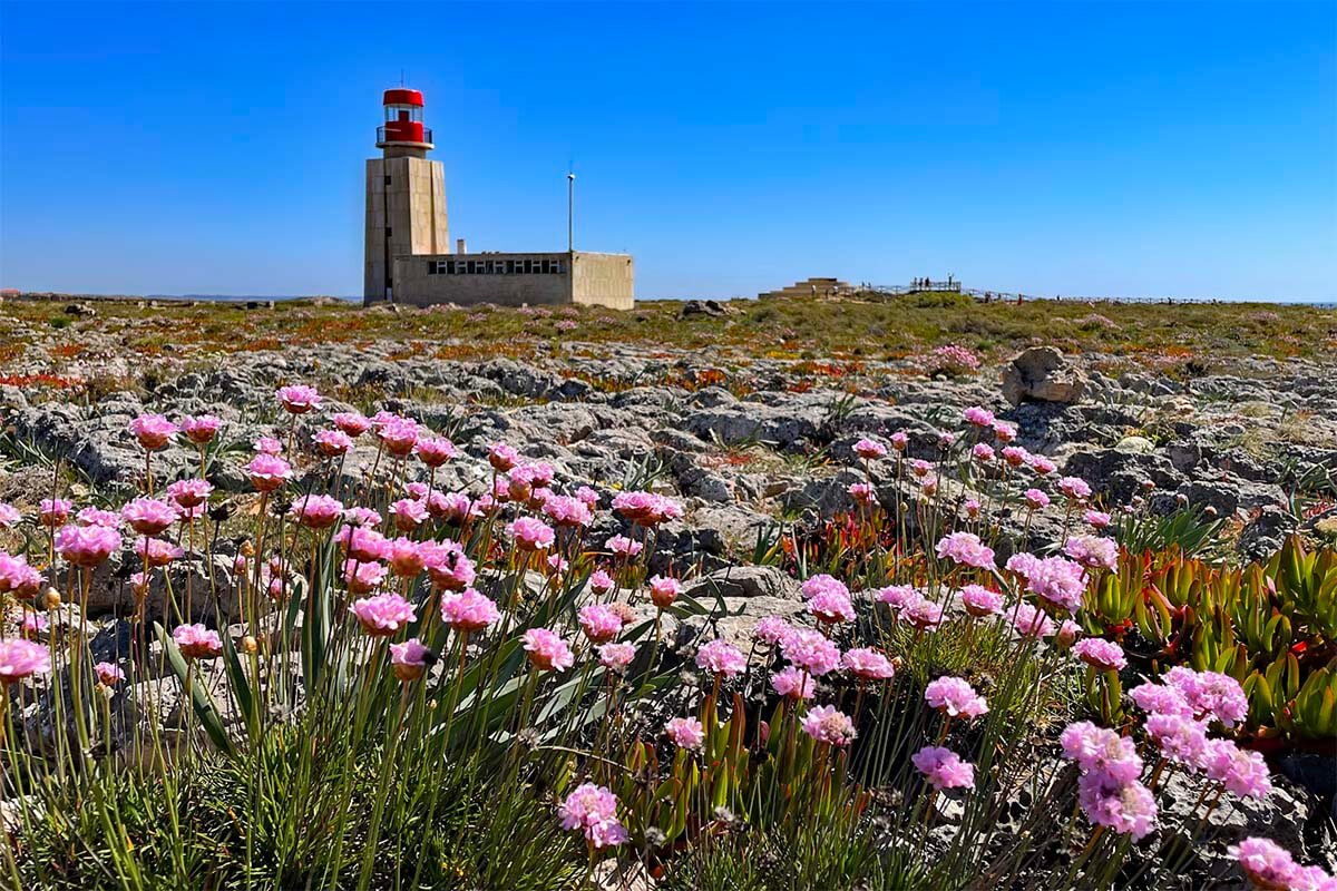 Farol de Sagres lighthouse and spring flowers in the Algarve Portugal