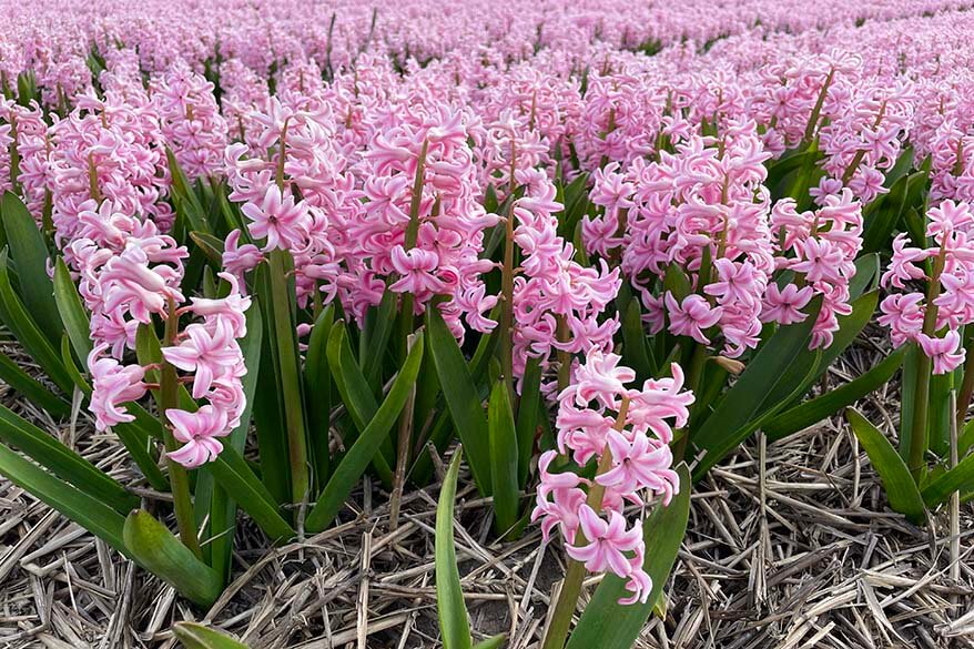 Hyacinth flower fields in Lisse Netherlands
