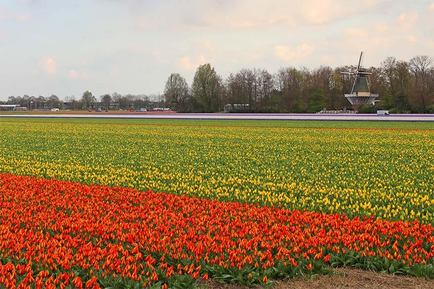 Keukenhof windmill and Lisse tulip fields in Holland