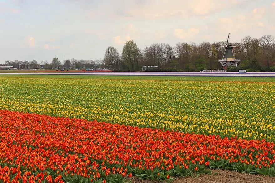 Tulip farms deals near me