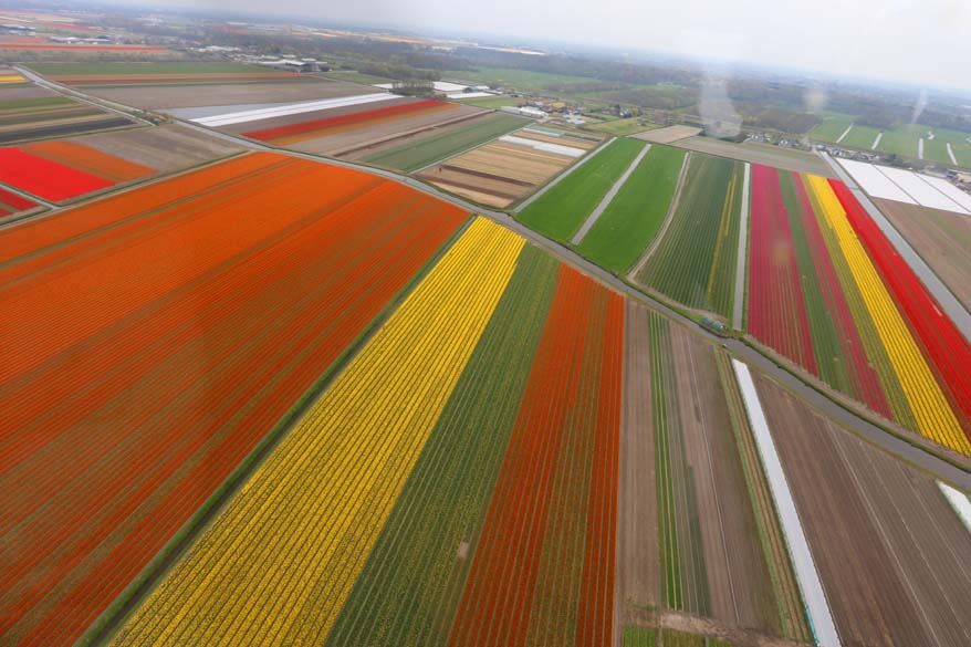 Lisse tulip fields aerial view from a helicopter