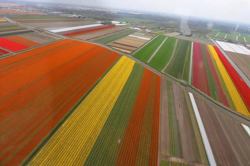 Lisse tulip fields aerial view from a helicopter