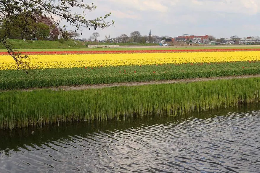 Lisse tulip fields as seen from Keukenhof canal cruise