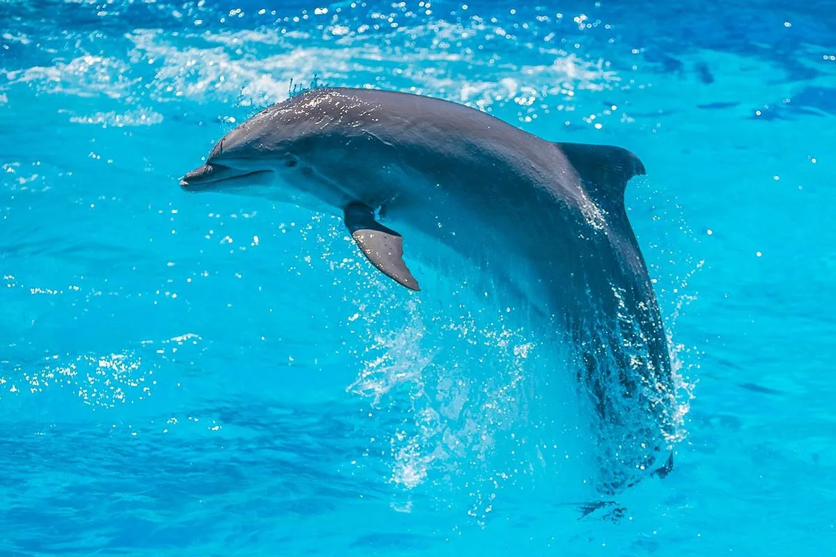 Oltremare dolphin show