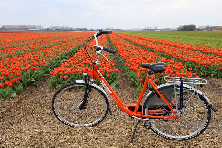 Rental bike and Lisse tulip fields in the Netherlands