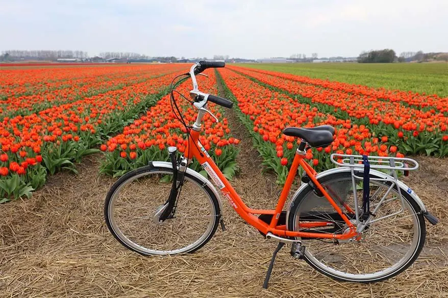 Rental bike and Lisse tulip fields in the Netherlands