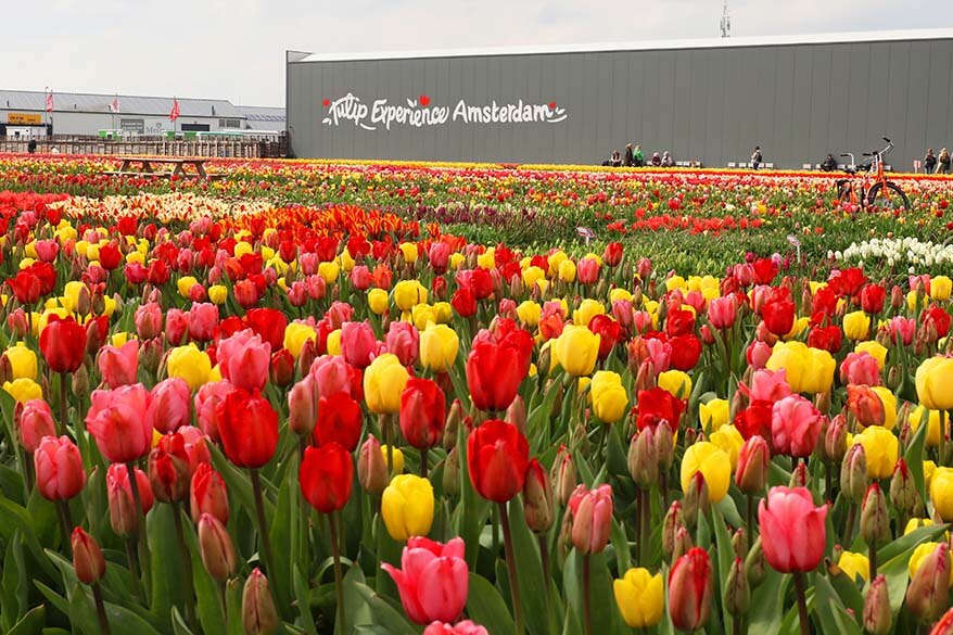 Tulip Experience Amsterdam tulip farm in Noordwijkerhout in the Netherlands