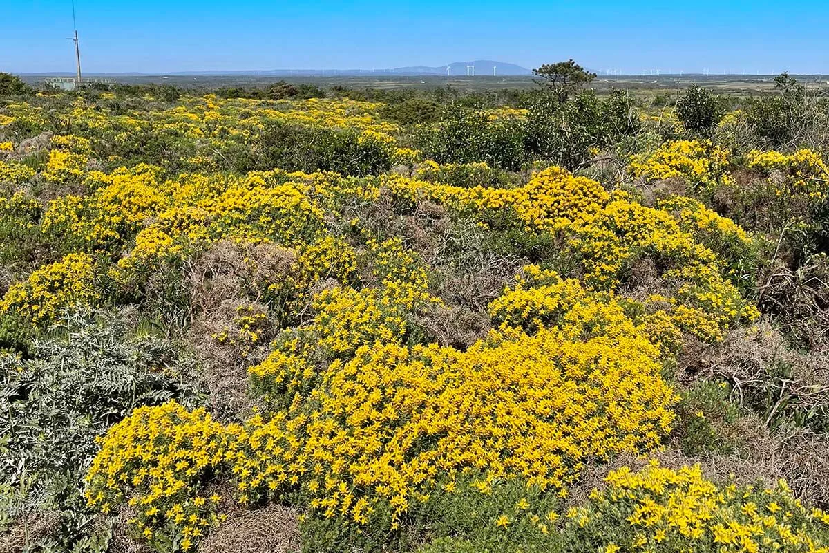 Yellow spring flowers in Algarve Portugal at Easter