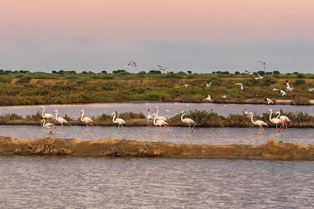 Flamingos at Rio Formosa Nature Reserve in Algarve Portugal