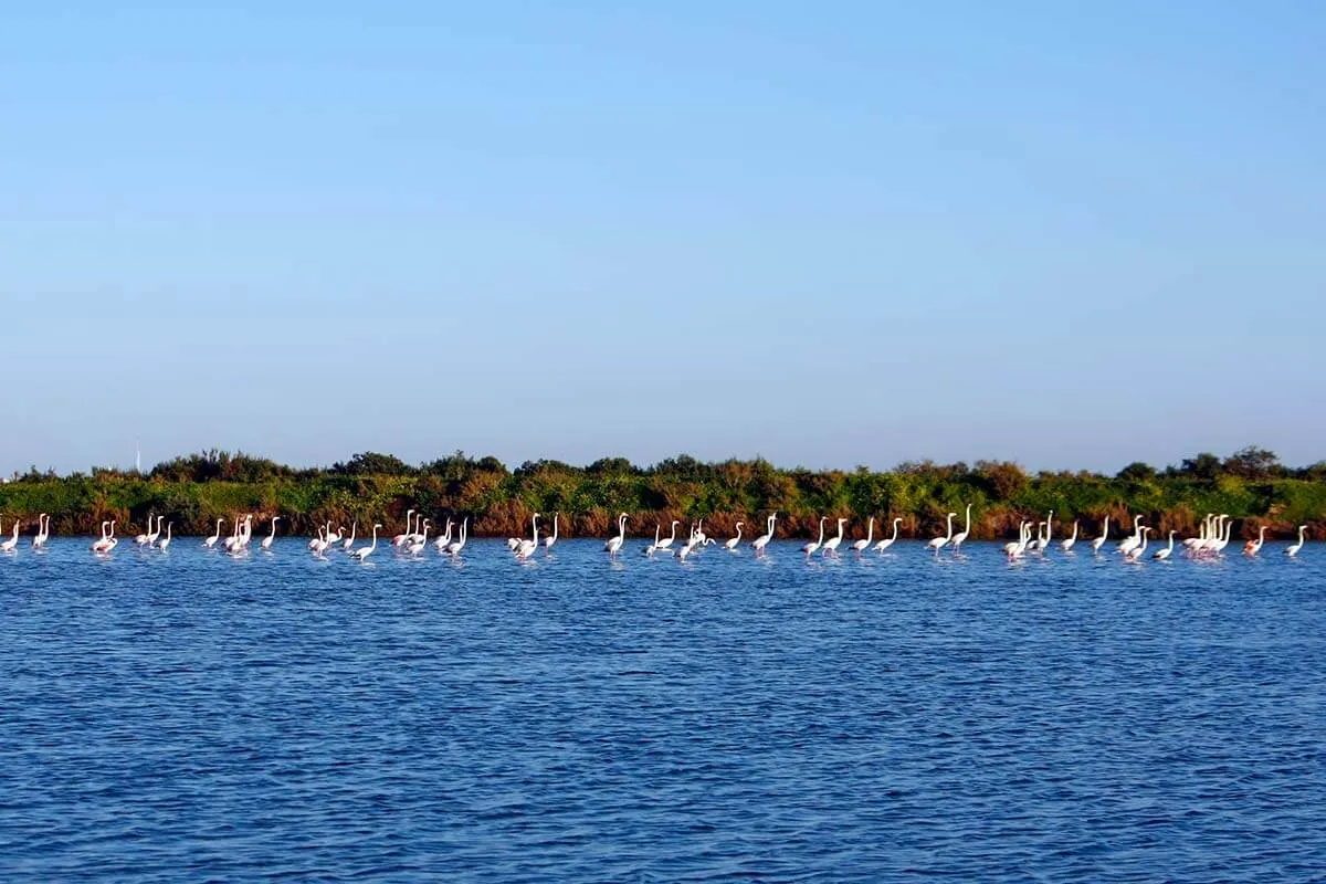 Flamingos in the wetlands of Ria Formosa Park in Algarve Portugal