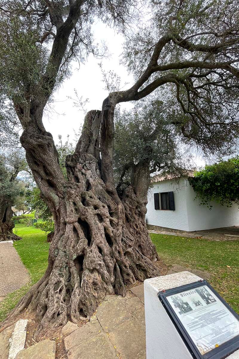 Oliveira Real olive tree in Santa Luzia near Tavira, Portugal