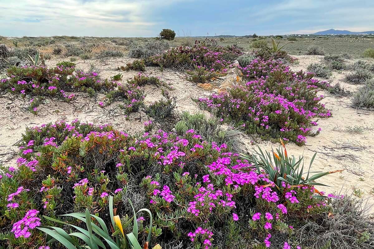 Praia do Barril sand dunes and spring flowers - Tavira, Portugal