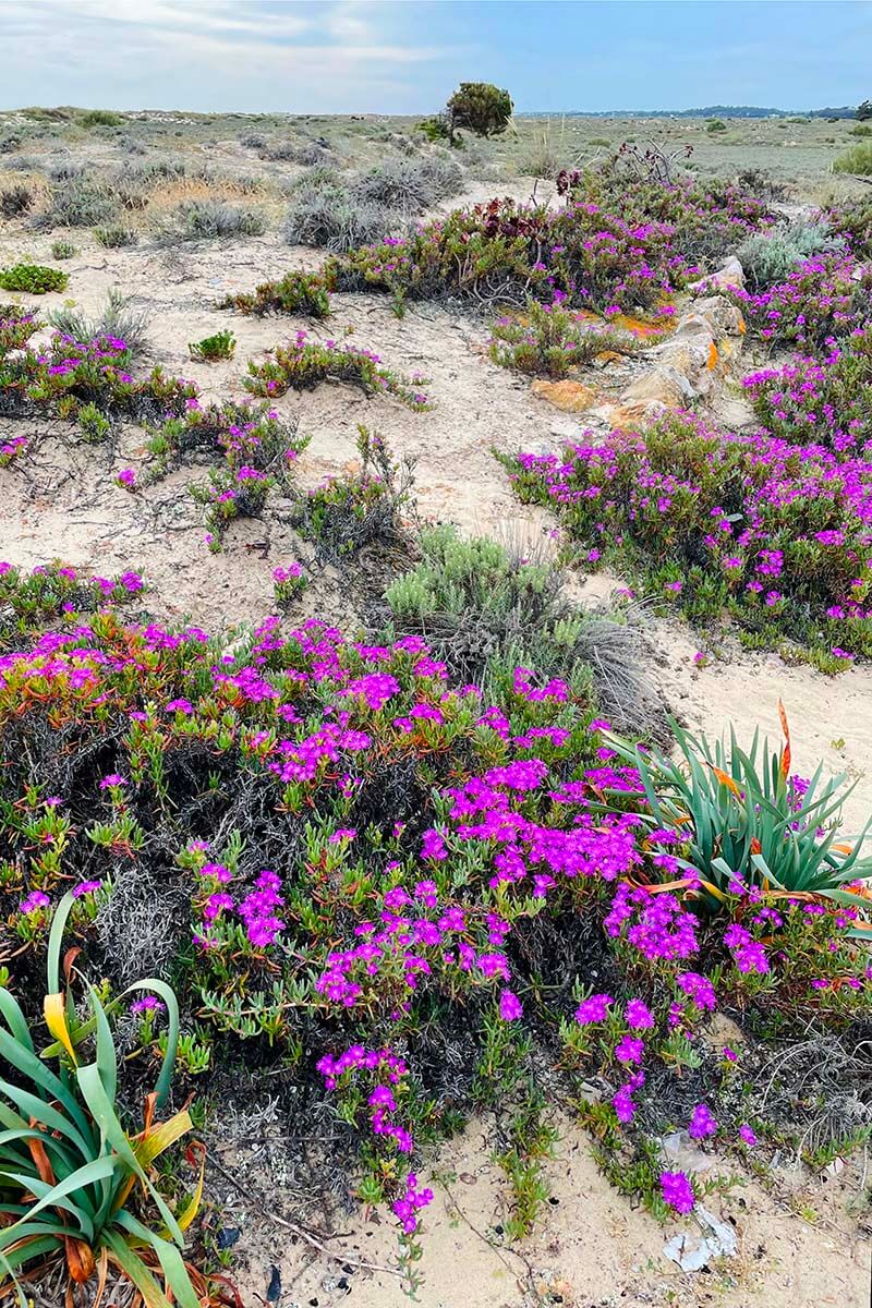Spring flowers in Ria Formosa Nature Park in Algarve