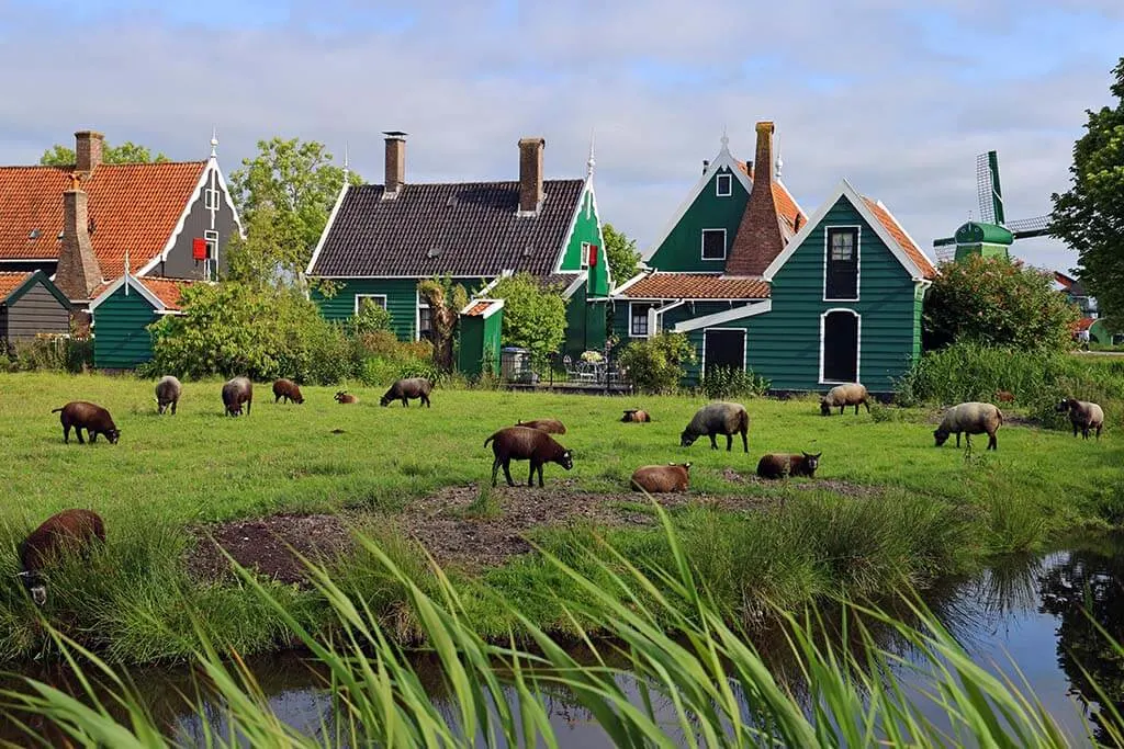 Amsterdam countryside landscape with sheep, traditional village, and windmills (Zaanse Schans)