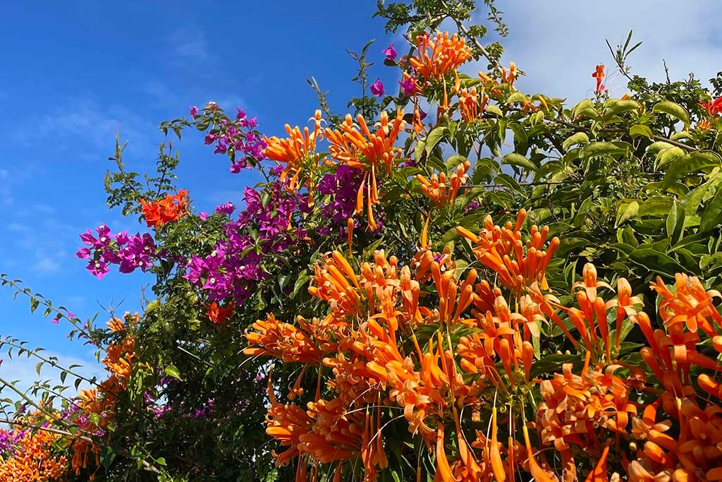 Colorful flowers and blooming bushes in Algarve in November