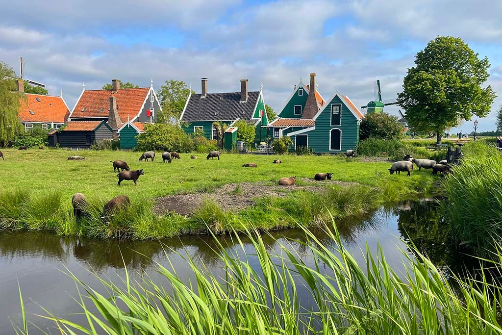 Dutch countryside at Zaanse Schans near Amsterdam in June.