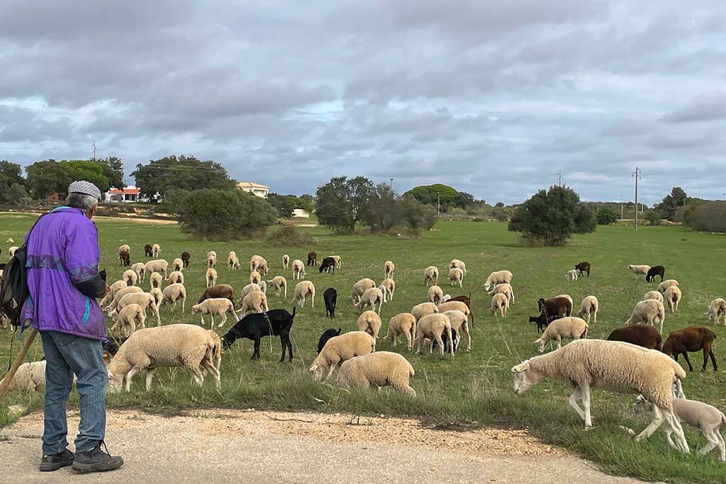 Flock of sheep on the road in Algarve in November