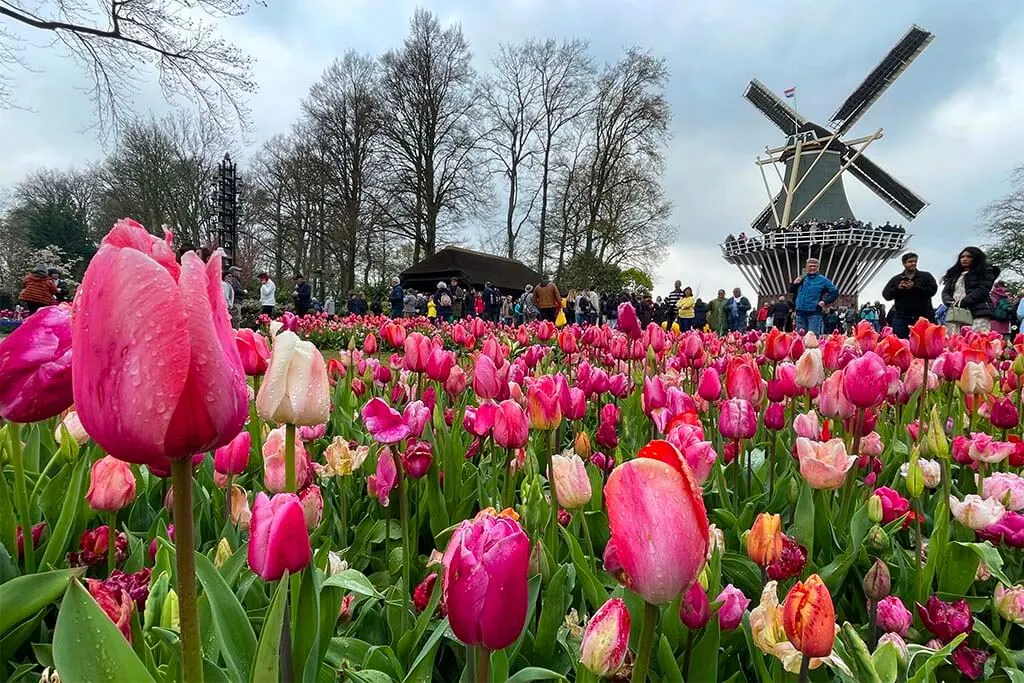 Keukenhof tulip garden near Amsterdam in the Netherlands