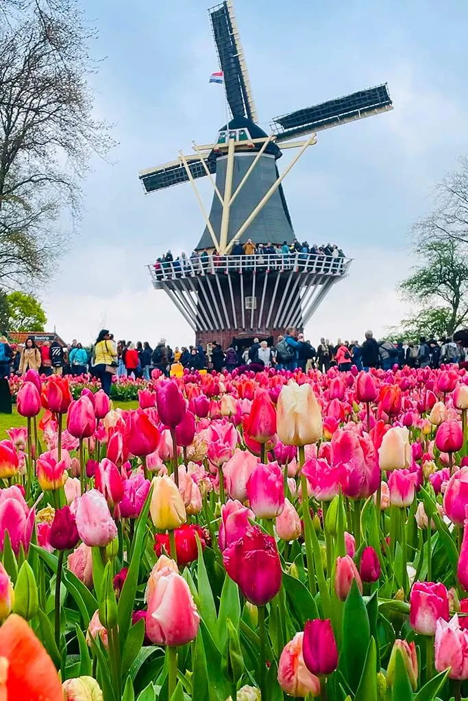 Keukenhof windmill and colorful tulips, Netherlands