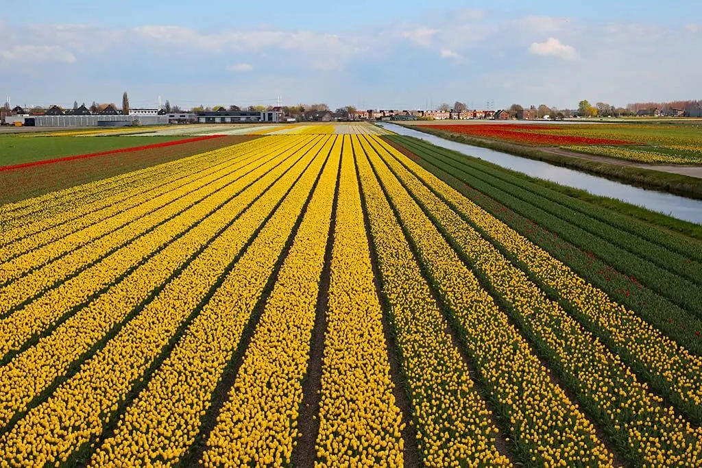 Tulip fields in the Dutch countryside in Lisse near Amsterdam