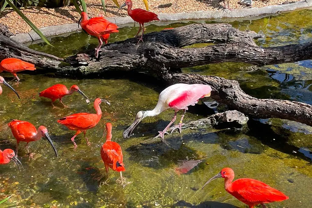 Colorful birds at Zoomarine Algarve