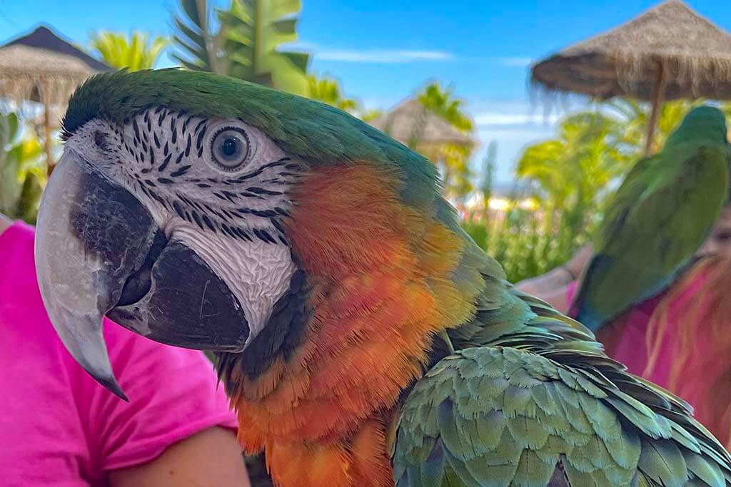 Colorful parrot at Slide and Splash Algarve