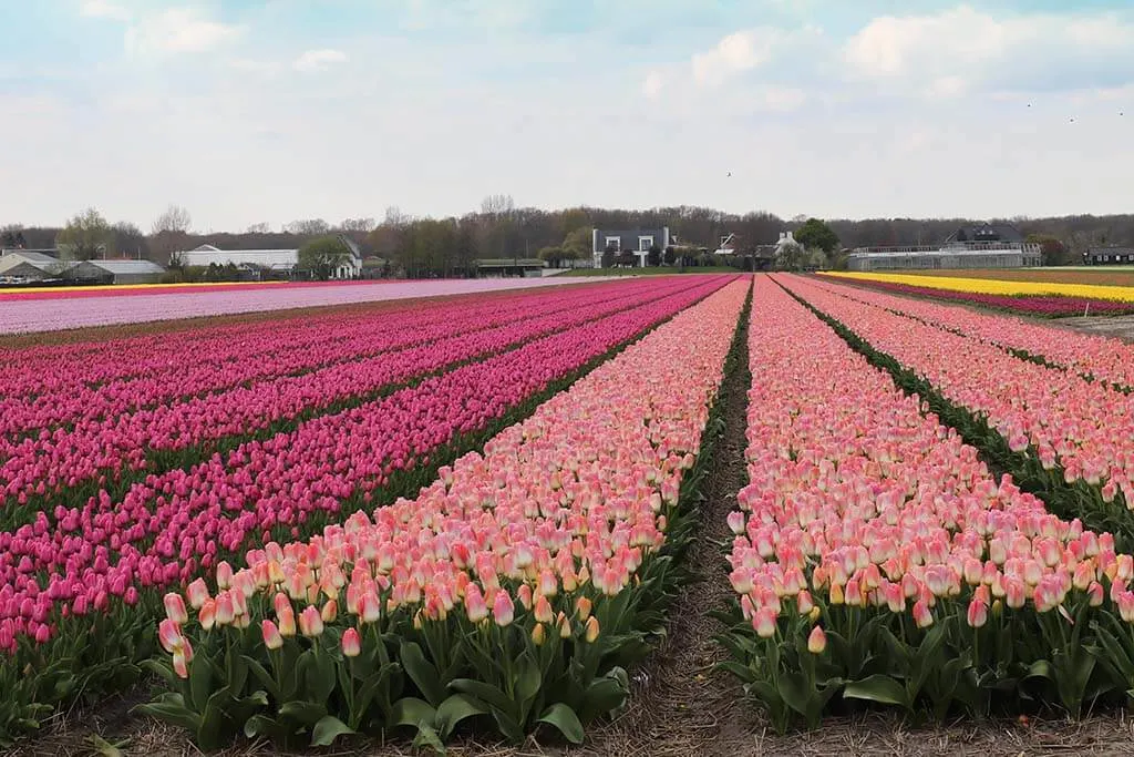 Colorful tulip fields near Amsterdam