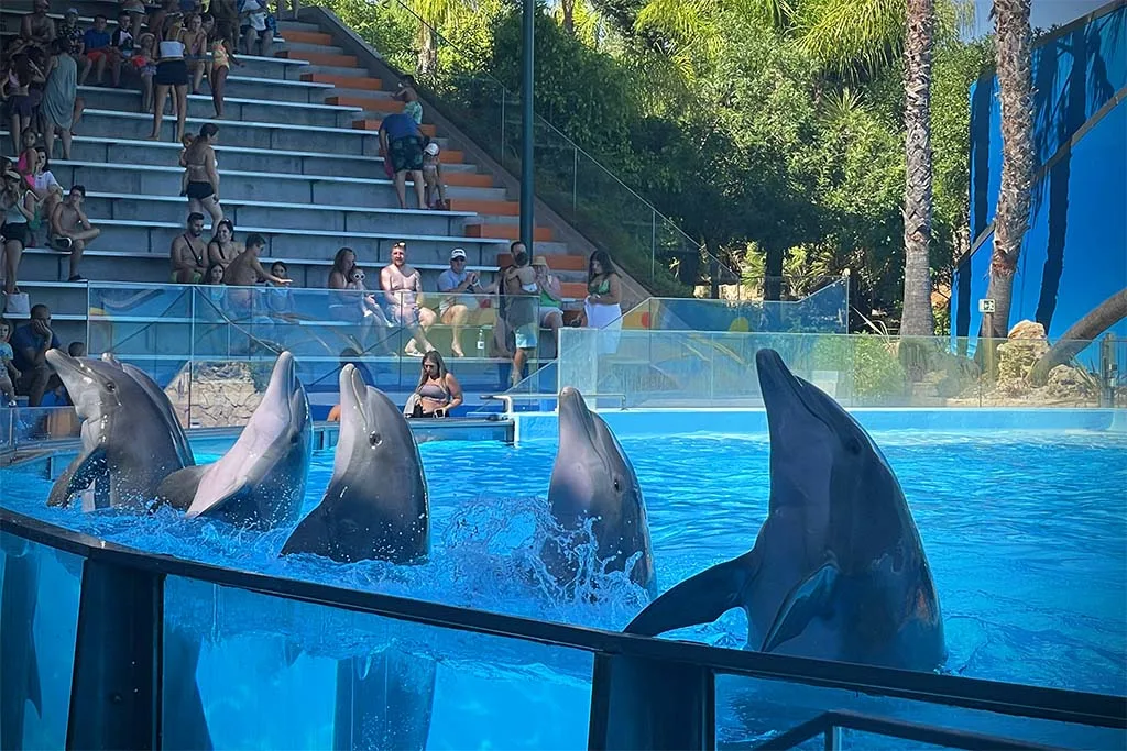 Dolphin show at Zoomarine Algarve