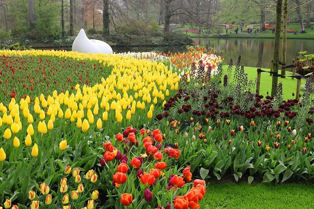 Keukenhof tulip garden near Amsterdam Netherlands