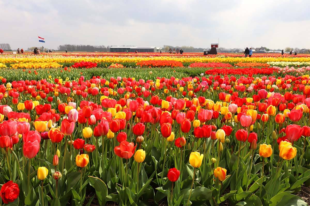 Campos de tulipanes en los Países Bajos: cómo planificar un viaje a Europa