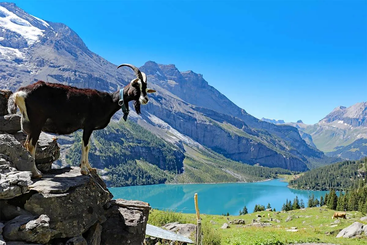 A goat at Oeschinensee in Switzerland
