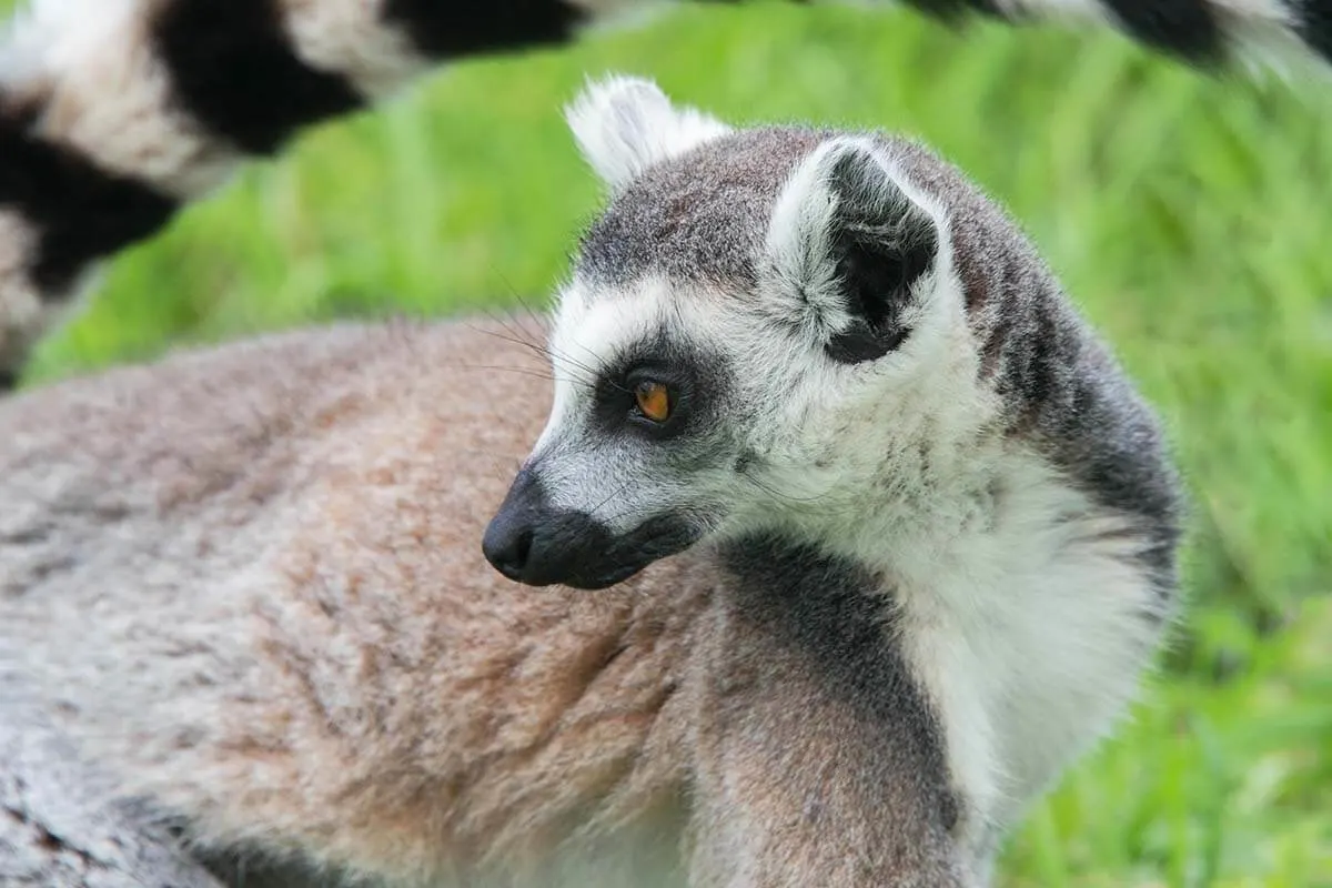 Lemur in Lagos Zoo Algarve