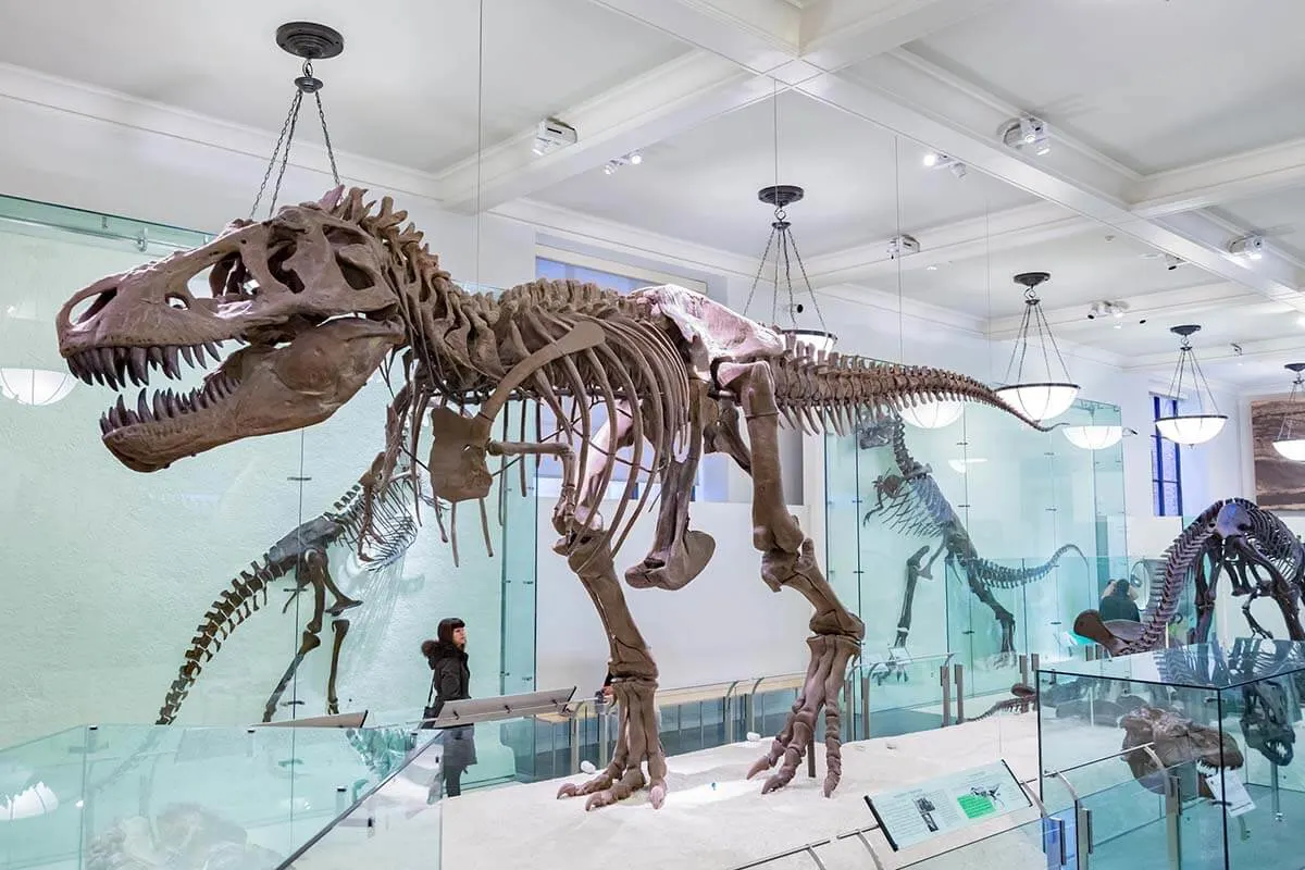 Tyrannosaurus rex at American Museum of Natural History in New York