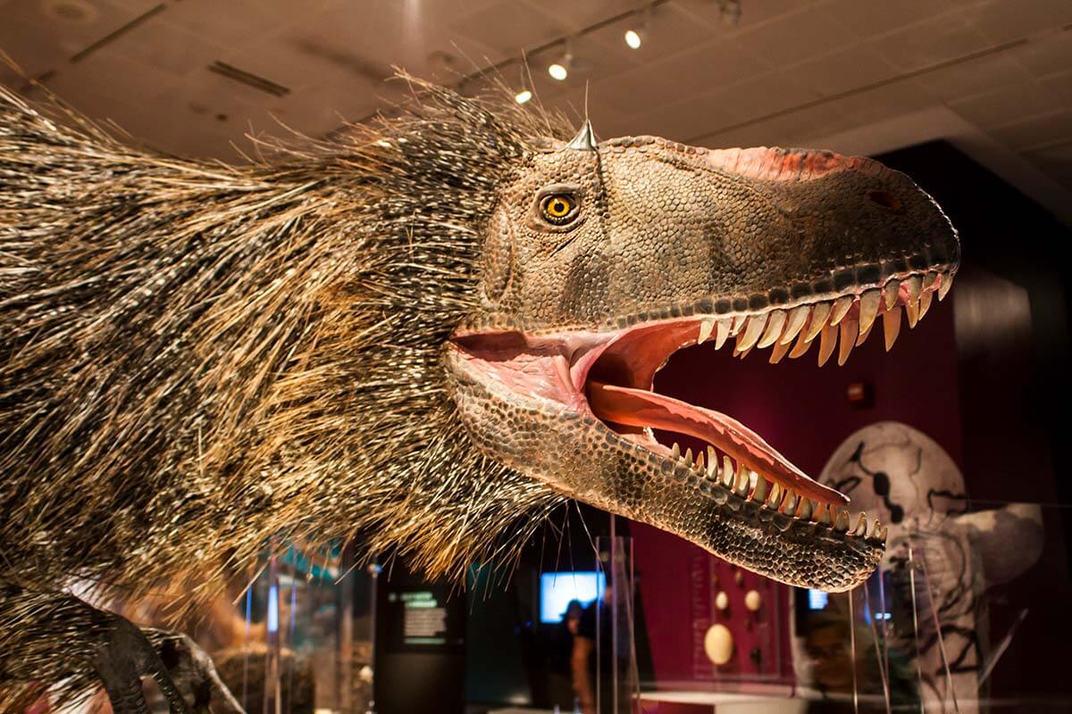 Yutyrannus huali dinosaur at American Museum of Natural History in New York