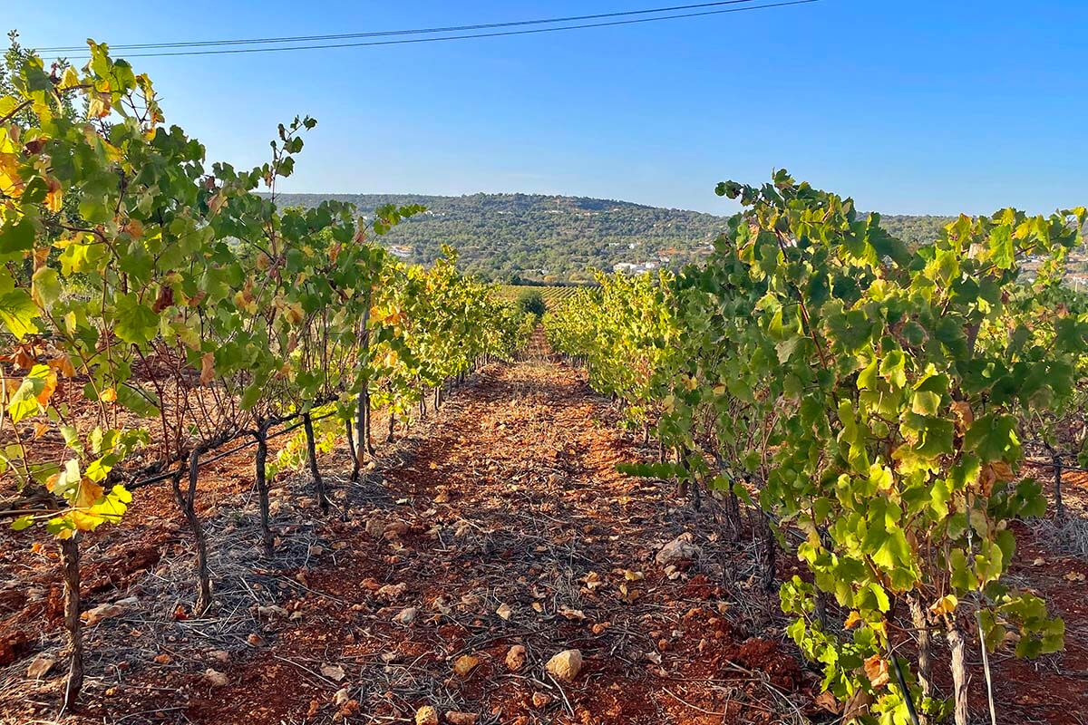 Algarve vineyard of Quinta da Tor