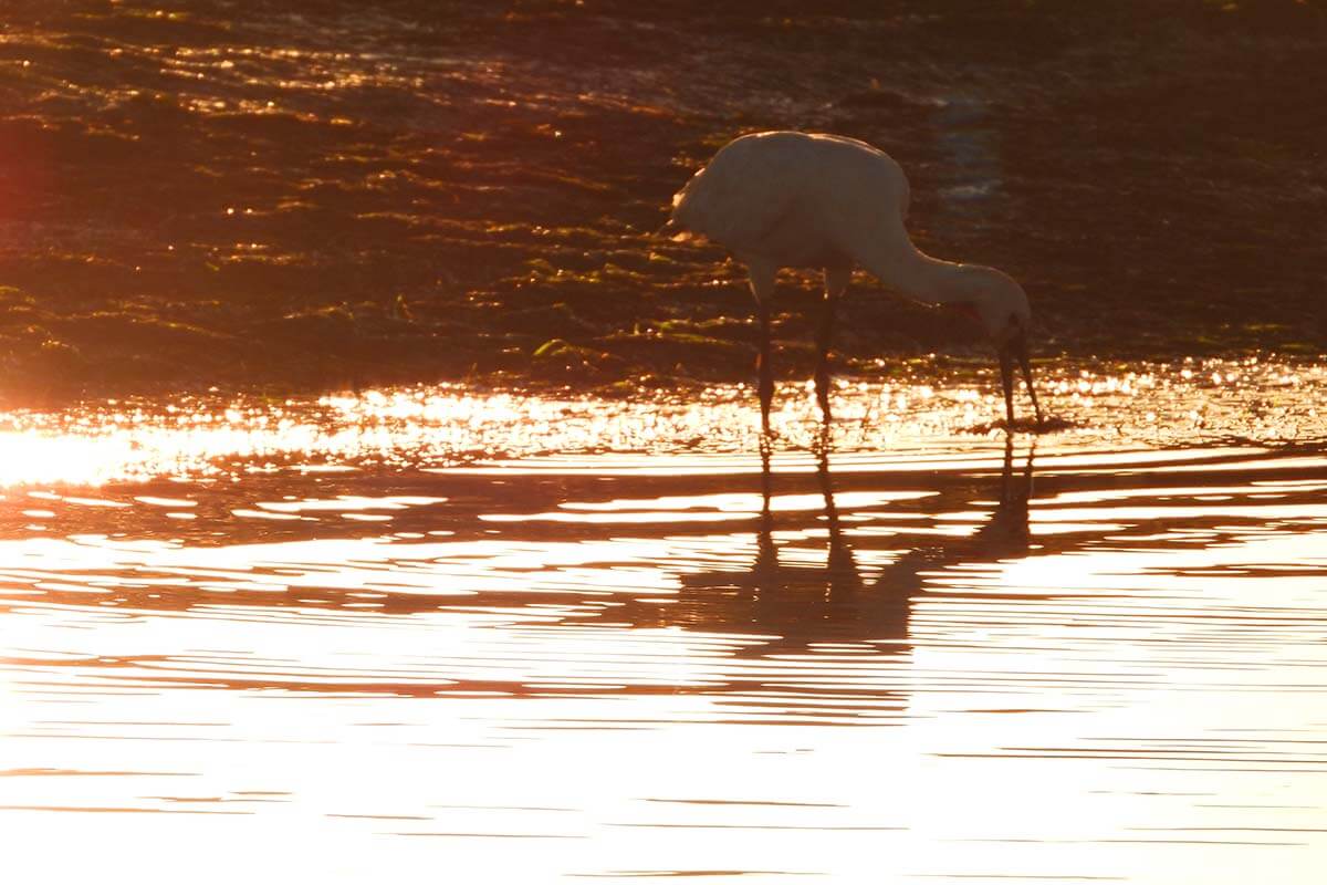 Bird watching at Ria Formosa near Faro